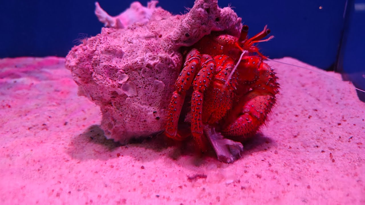 Underwater World Pattaya Thailand | Amazing Marine Life & Ocean Tunnel 🐠 