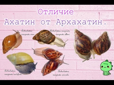 издание разновидности ахатин как отличить фото винтаж определенно