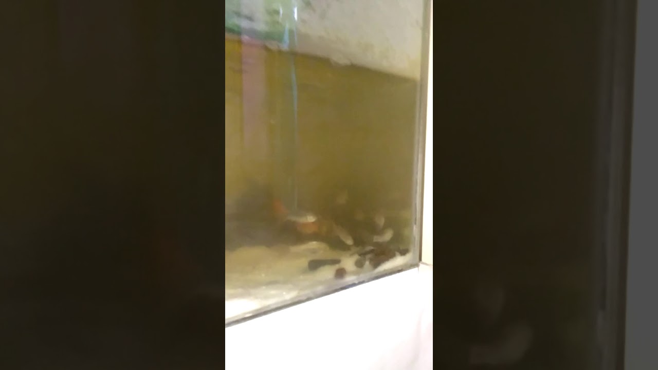 Ternak ikan beunteur/ikan wader dalam aquarium 