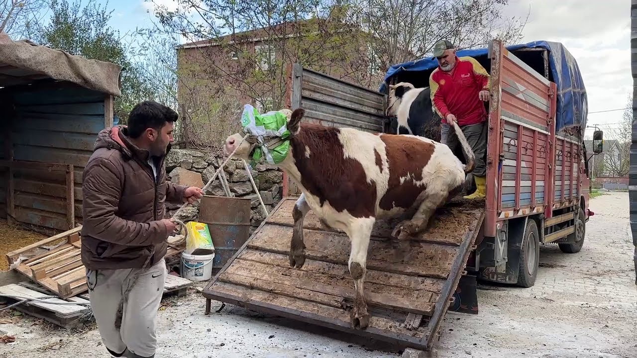 НАШИ БЫКИ ПРИБЫЛИ / РАЗГРУЗКА ЖИВОТНЫХ КУРБАНИ 2025