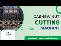 Cashew Nut Cutting Machine, Fully Automatic Turnkey Cashew Processing Plant, Cashew Processing Plant