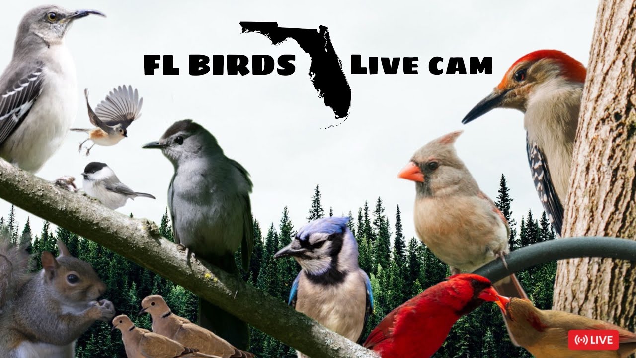 LIVE ✨ FLORIDA Bird Feeder Cam 🌥️ FRIDAY Birds, Squirrels, Nature Sounds 