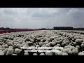 Millions and millions of blooming peonies from Green Works