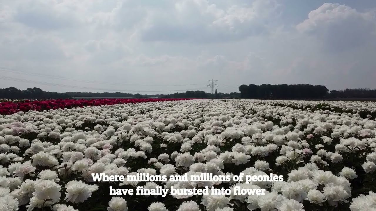Millions and millions of blooming peonies from Green Works
