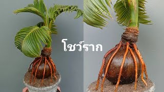 รากคลุมกะลาบอนไซมะพร้าว รับสงกรานต์ โชว์รากฟอร์มใบจริง Bonsai kelapa