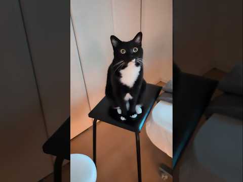 雷にビビるねこ、自分とほぼ同じ色の椅子に乗って身構える #cat