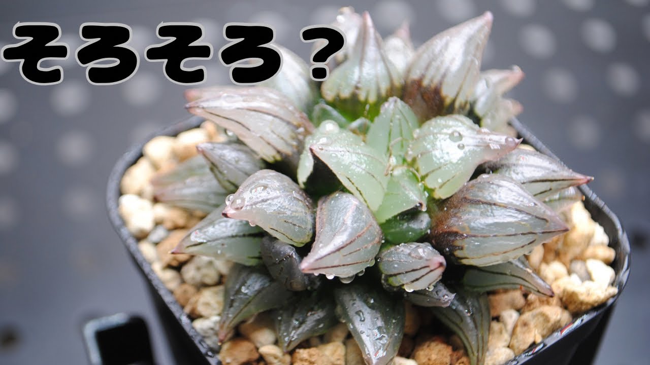 このハオルチア、そろそろ植え替え？→根が多すぎて新しい鉢使えませ