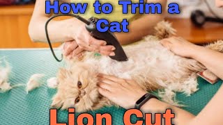 How to Trim a Cat (Lion Cut) with Kemei Trimmer || Cat ke baal kaise nikale || Cat Haircut by Feline Dynasty 112 views 2 years ago 3 minutes, 58 seconds