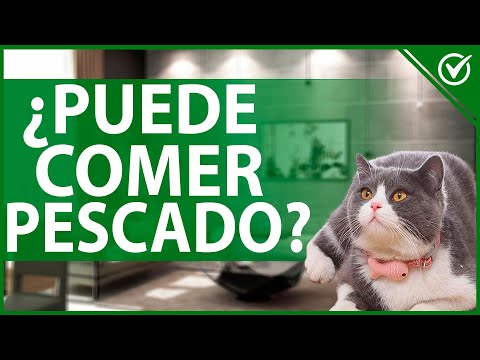 🐱 ¿Los GATOS pueden COMER PESCADO? - Beneficios, riesgos y cuidados 🐟🐱 hqdefault