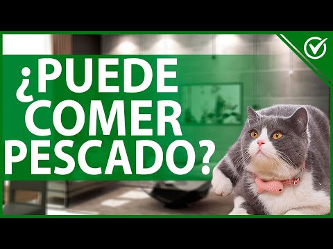 Video: ¿Por qué los gatos comen pescado?