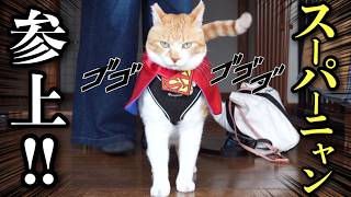 A super cat that Defender of Cat Lovers!
