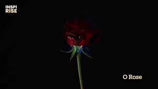 The Sick Rose | William Blake | Poetry Soundtrack screenshot 5