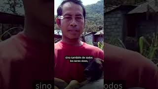 Mascotas rescatadas en Indonesia tras la erupción de un volcán