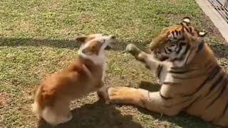 Harimau asyik main sama anjing #animals #shorts