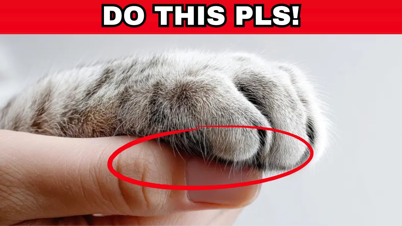 7 Things Cats love That owners rarely do (Cats would like you to know this)