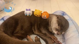 【カワウソ】ディズニーマスコットで遊ぼう　Otter　Let's Play with Disney Mascot