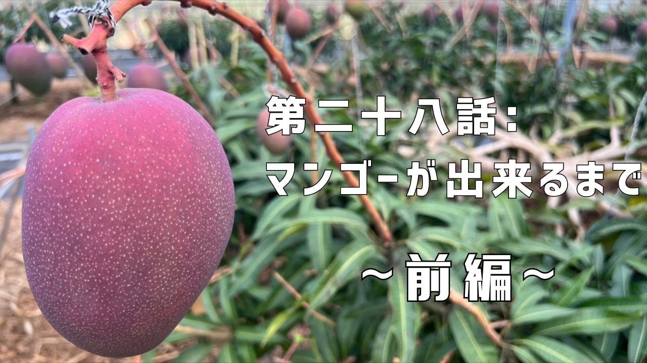 第二十八話】マンゴー栽培ってこんなに手がかかるの！？ 〜 前編