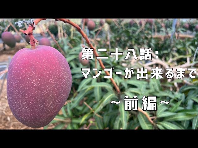 第二十八話】マンゴー栽培ってこんなに手がかかるの！？ 〜 前編