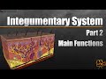 Integumentary system main functions part 2 of 3