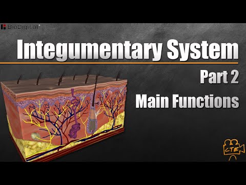 Integumentary System (Main Functions) (Part 2 Of 3)