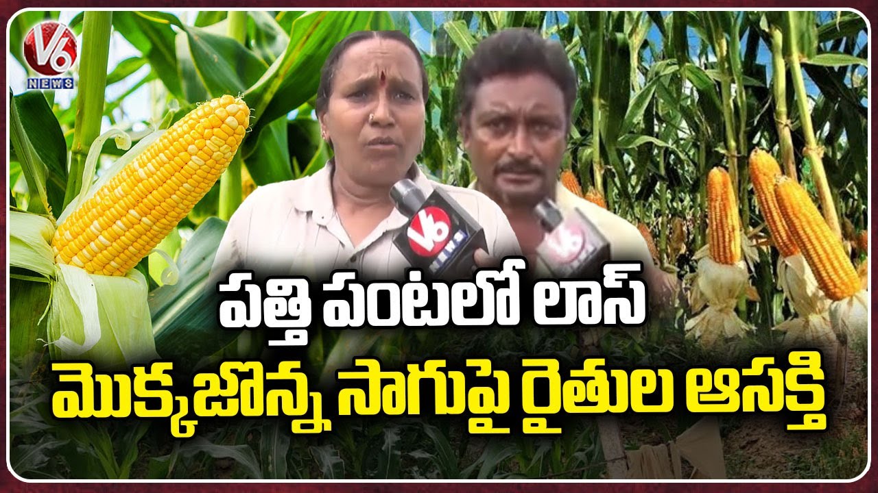 Farmers Shows Interest On Corn Cultivation Due To Good Profits | Warangal | V6 News