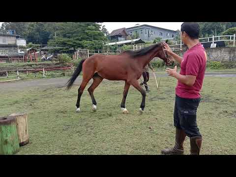 Video: Cara Melatih Kuda Pemula Anda