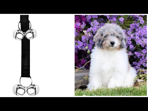 Toilet Training Bells für Hunde - Company Of Animals DE
