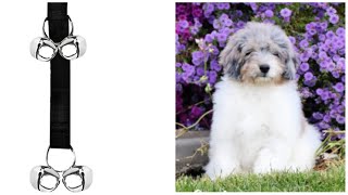 How to Potty Train Your Dog Quickly Using a bell. 3 Easy Steps!! Featuring Crush the Bernedoodle