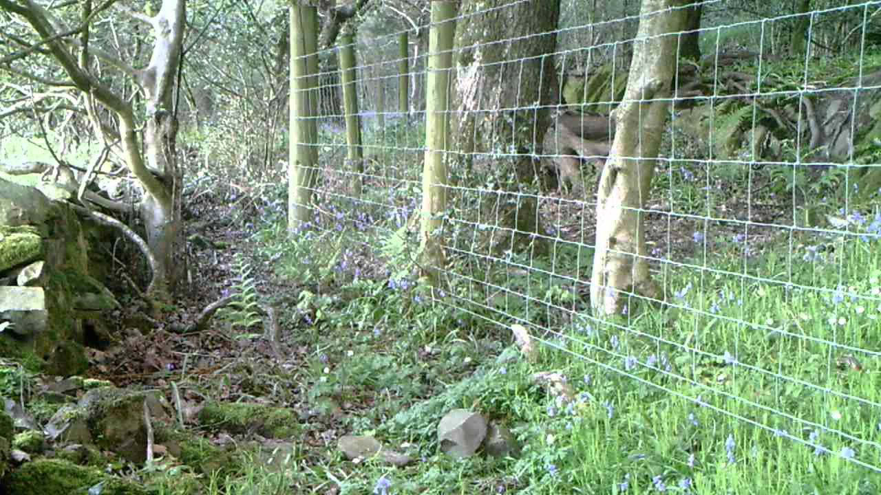 Badger in daylight, Lake DIstrict, UK. Trail Cam UK Camera Trap UK