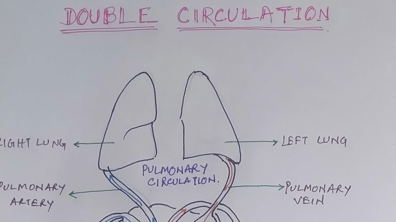HOW TO DRAW DOUBLE CIRCULATION IN HUMAN HEART CLASS X SCIENCE LIFE ...