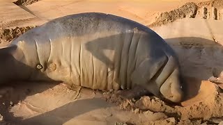 Stranded Manatee Rescued by Bulldozer