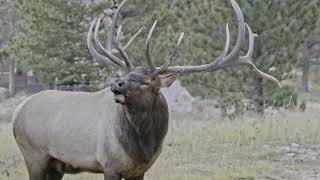 Bull Elk Bugle