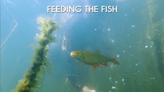 Feeding the fish - Common roach and perch in Brunnsviken, Stockholm