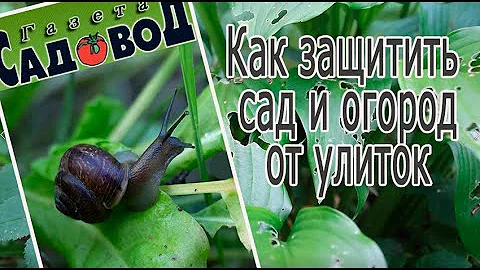 Как защитить сад и огород от улиток?
