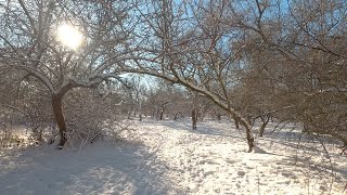 Зимняя атмосфера в парке с пением птиц