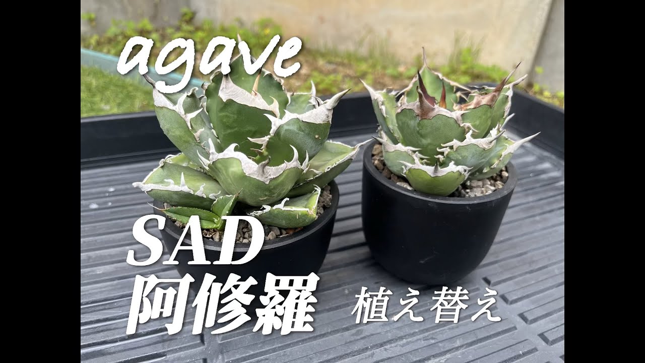 アガベ SAD 阿修羅 植え替え - YouTube