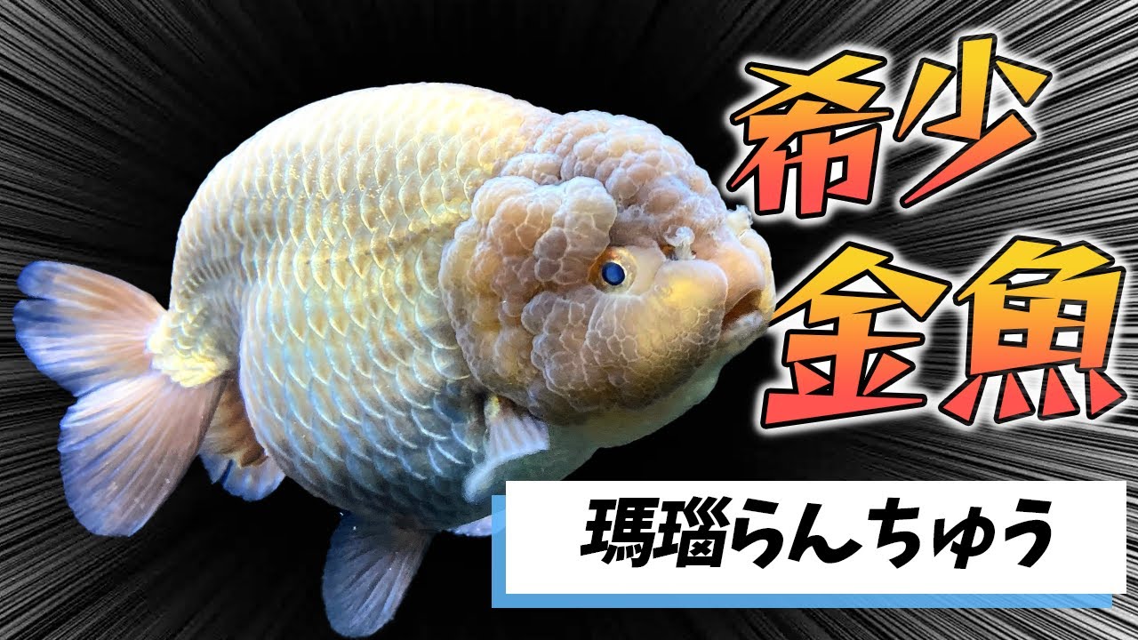 らんちゅう極上 協会系当歳らんちゅう 極上 上選 会用 入門 サービス品など | 金魚や