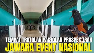 GREBEK ! PETERNAK MURAI BATU SPESIALIS JAWARA EVENT NASIONAL KAW BIRDFARM TAMAN ANYELIR JAWA BARAT