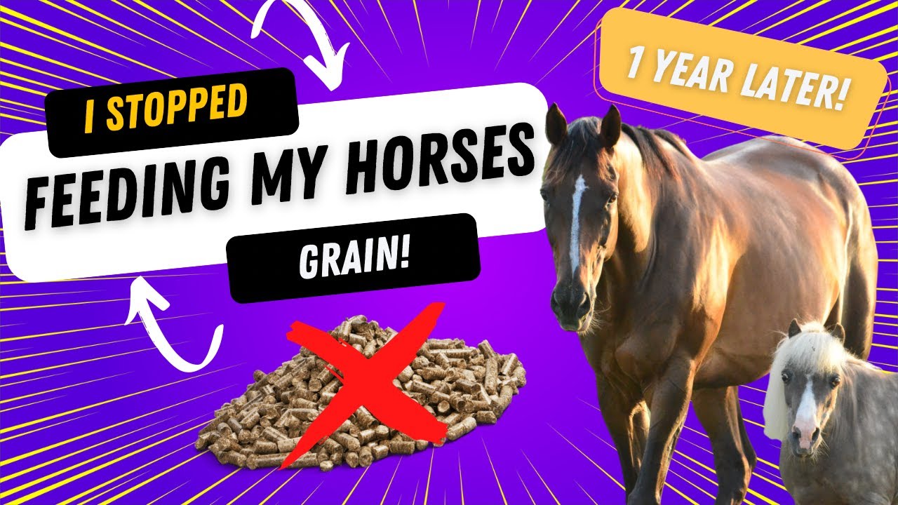 I STOPPED FEEDING my horses grain! (1 year transformation) YouTube