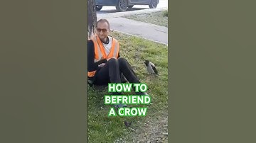 How To Befriend A Crow