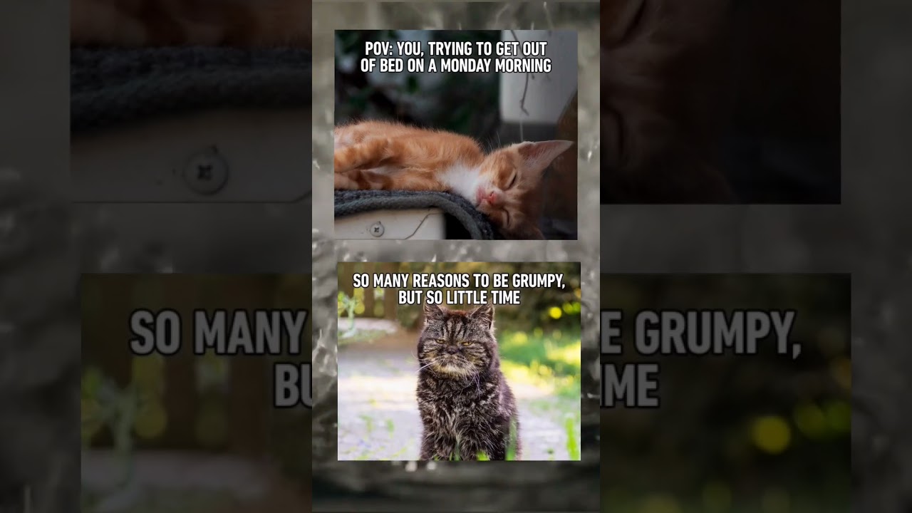 grumpy cat 😾|