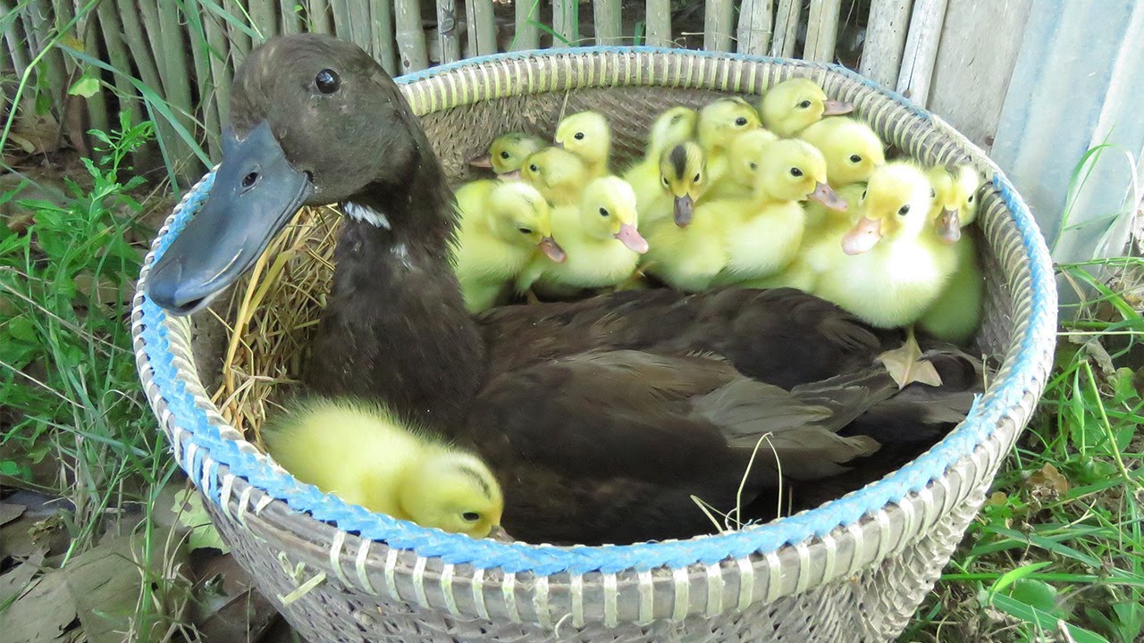 Pekin Yellow Ducklings Hatching From Eggs With Black Duck In The Nest _ Cute Baby Ducks Born