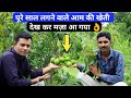 बाहरामासी आम की खेती पौधे कहाँ मिलेंगे पूरी जानकारी | Mango Farming in India