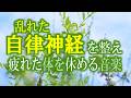 【疲労回復】乱れた自律神経を整え、疲れた心と身体を休める音楽【テンダートーン】
