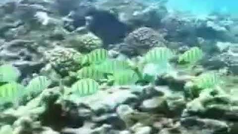 الشيخ وليد السيوطي، أذكار الصباح