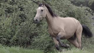Thunder- Equestrian Music Video
