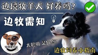 宠物小知识2022 |  边境牧羊犬的优缺点 边牧太聪明是缺点边牧有多聪明 #边境牧羊犬  #饲养指南 #最聪明狗狗 | 【宠物说不完】