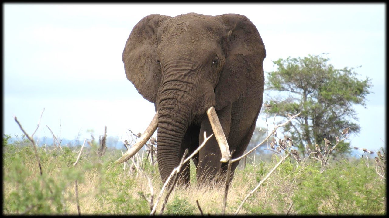 African Wildlife AIB Part 1057