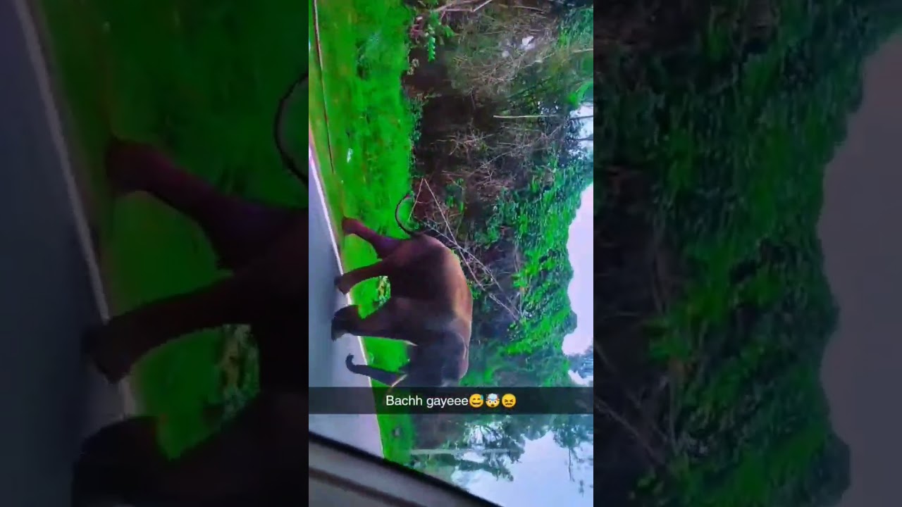 The elephant hit the car😳😳 