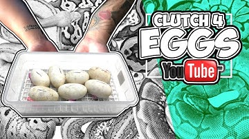 Collecting Ball Python Eggs ! Clutch #4 |Infinite Scales